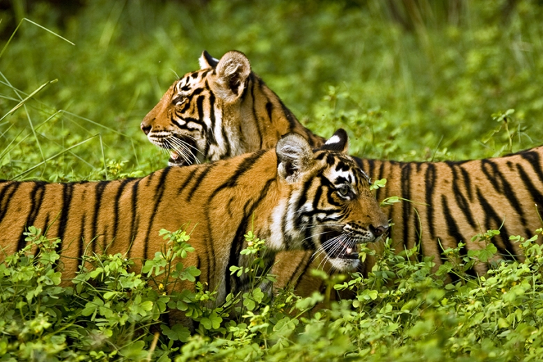 Tigers after monsoon in Ranthambhore National Park, India
