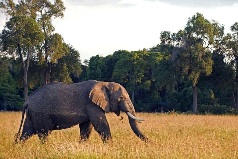 Head out on a game drive to spot the spectacular wildlife
