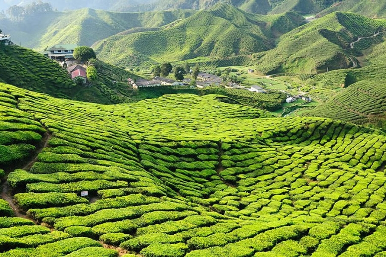 Cameron Highlands tea plantation, Malaysia | 3 Easy overland journeys in South East Asia