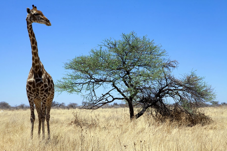 Head out on a game drive to discover Namibia's abundant wildlife