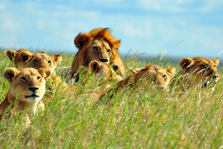 5 unmissable wildlife experiences to squeeze into your round the world trip