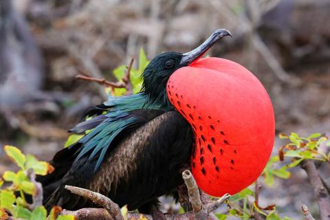 Red frigatebird puffs out his chest in the Galapagos | Travel Nation