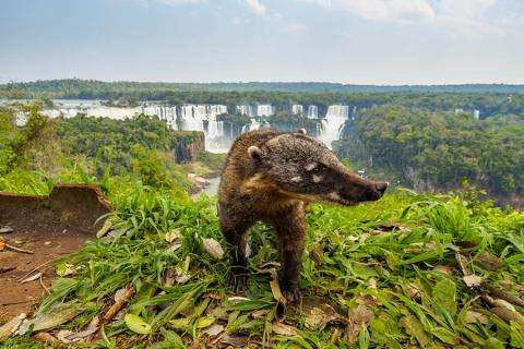 Spot coatis in Iguazu Falls National Park | Travel Nation