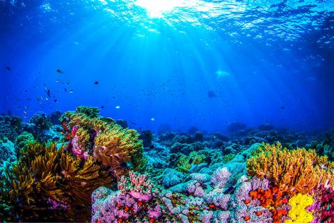 The rainbow coral of the Great Barrier Reef, Australia | Travel Nation