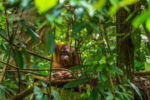 Visit the Sepilok Orangutan Reserve