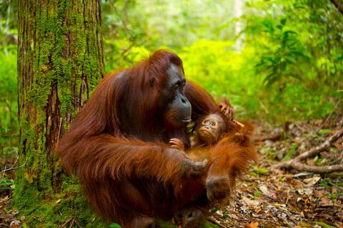Visit the Sepilok Orangutan Sanctuary in Borneo | Travel Nation