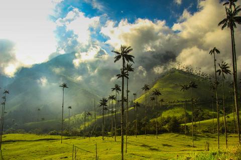 Explore the magical Valle de Cocora in Colombia | Travel Nation