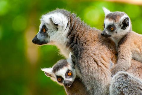 Spot baby lemurs in Madagascar | Travel Nation