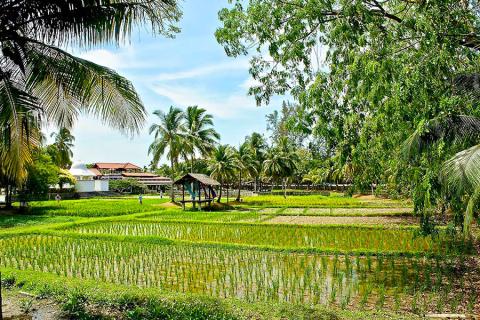 Pass bright green rice paddies in Langkawi | Travel Nation