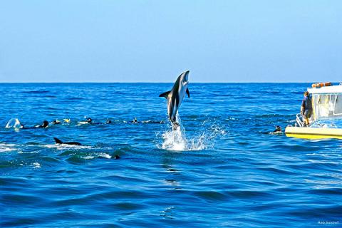 Swim with pods of hundreds of wild dolphins in Kaikoura