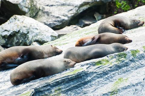Southern Fur Seals at Milford Sound, NZ | Travel Nation