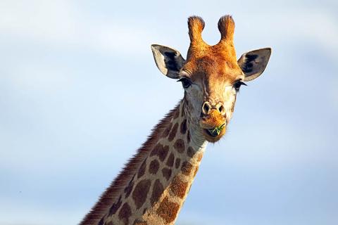 Spot giraffes from your safari truck | Travel Nation