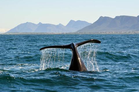Set off on a whale watching boat to look for southern right whales 