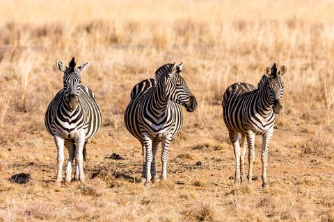 Keep a look out for zebras grazing in the bushveld