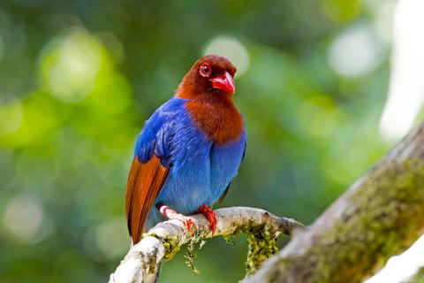Sri Lanka blue magpie | Travel Nation