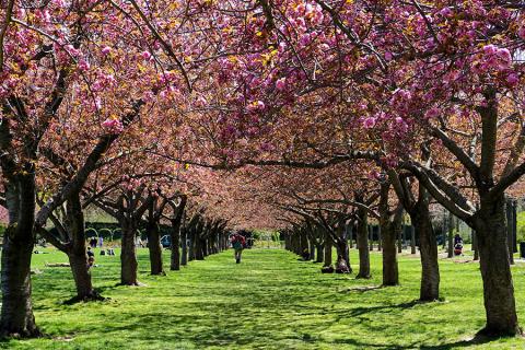 Cherry blossom walk in Brooklyn Botanical Gardens | Travel Nation