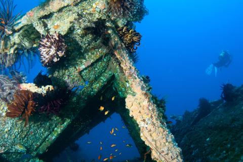 Learn to dive amongst the many shipwrecks in Bermuda | Travel Nation