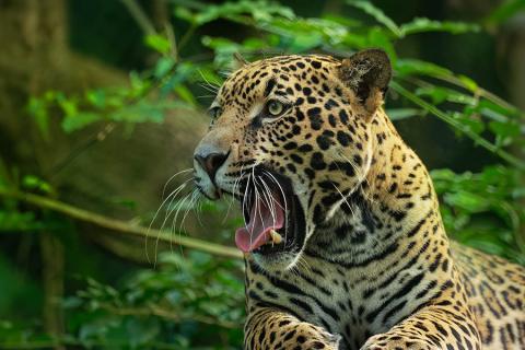 Jaguar in the Amazon | Travel Nation