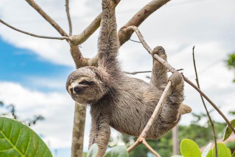 Sloth in the canopy | Travel Nation