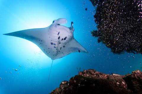 Manta Rays in the Galapagos Islands | Travel Nation