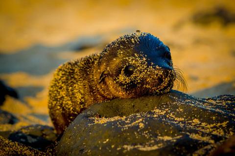Sea lion pup in the Galapagos | Travel Nation