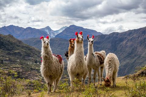 Llamas along the Lares Trek | Travel Nation