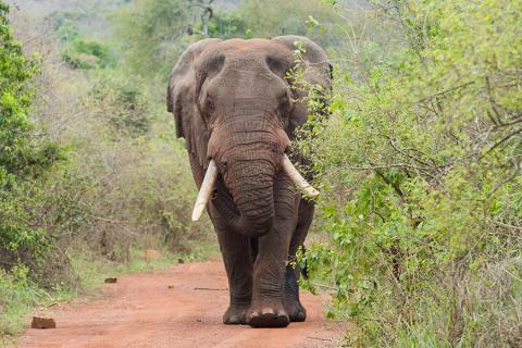 Spot elephants in Akagera National Park | Travel Nation