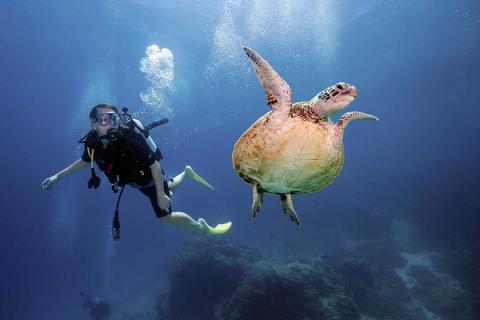 Heron Island has 20 dive sites to explore