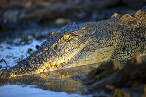 Mary River Wetlands is home to largest concentration of saltwater crocodiles in the world
