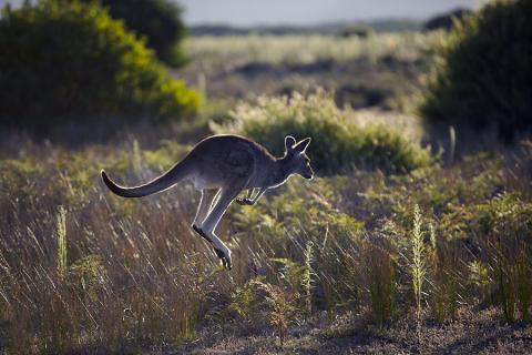 Join wild mobs of kangaroos on the plains and in open forests