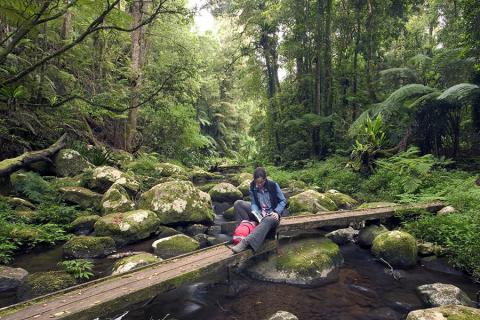 Border Ranges National Park is a wilderness of untouched ancient rainforest 