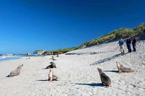 Get close to the wildlife on Kangaroo Island
