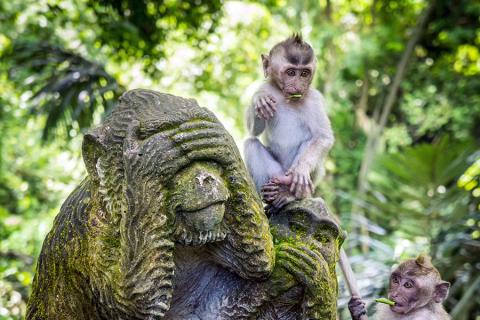 Discover the ancient Monkey Forest