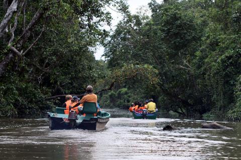 Spend a few days spotting wildlife on the Kinabatangan River