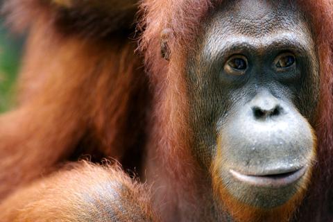 Visiting the orangutans could well be the highlight of your trip