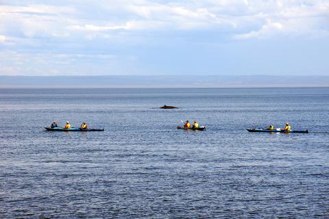 Whale watching from a kayak was an unforgettable experience