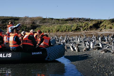 Get close to Magellanic penguins at Tuckers Islets