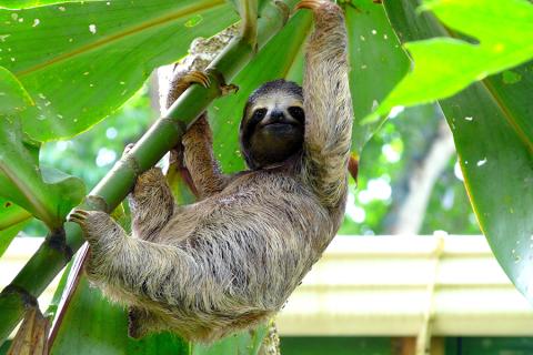 You might spot a friendly sloth as you explore