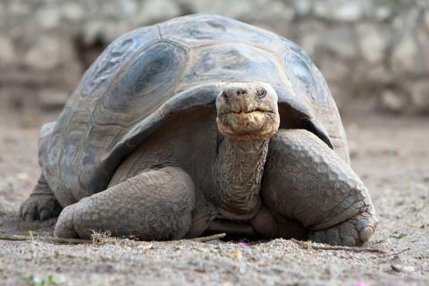 Giant tortoise, Galapagos Islands, Ecuador