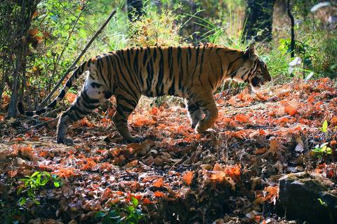 A tiger, Periyar National Park, Kerala, India