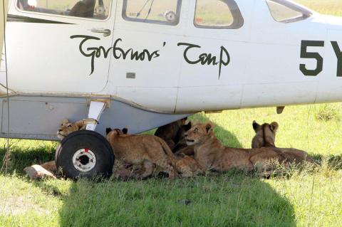 Get to the action quicker with a "fly-in" safari