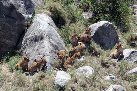 Lion cubs in the Serengeti, Kenya
