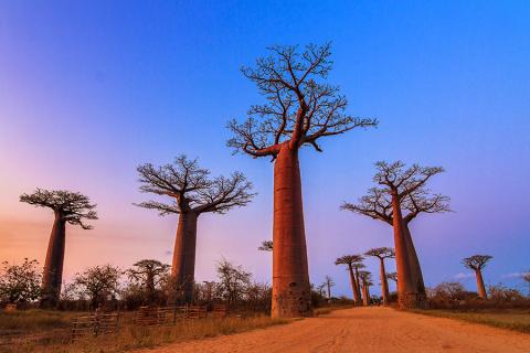 Wander down the magical Avenue of Baobabs 