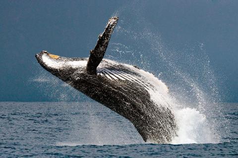 July to September is humpback whale watching season on Ile St Marie