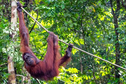 You’ll be rewarded with views of Malaysia’s indigenous apes swinging through the trees