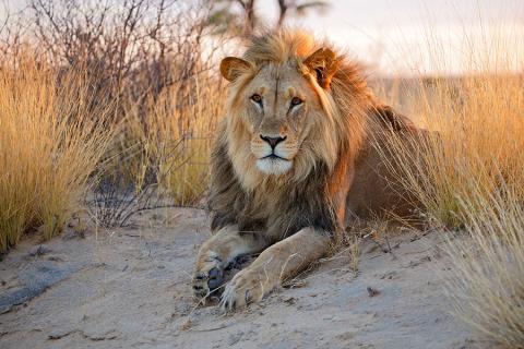 Spot wildlife in the Kalahari desert