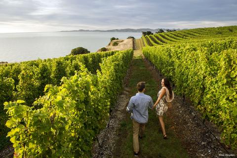 Explore the vineyards and enjoy a few wine tastings as you go