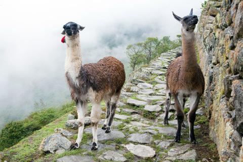 Meet the famous Peruvian llamas along the way