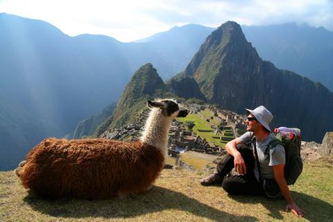 Llama and a traveller overlooking Machu Picchu, Peru