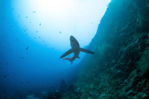Thresher shark, Philippines